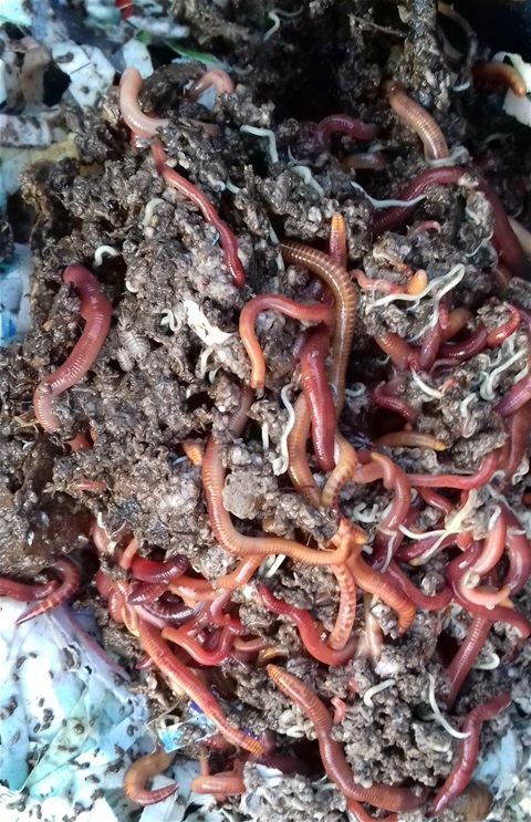 Worms in Compost 