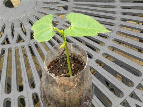 How to Make a Compost Bin from a Flower Pot